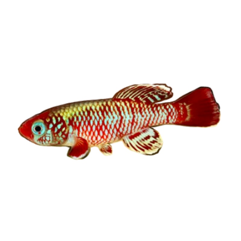 Eggers Killifish Pair