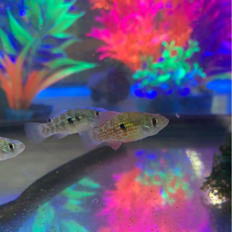 Florida Flag Fish