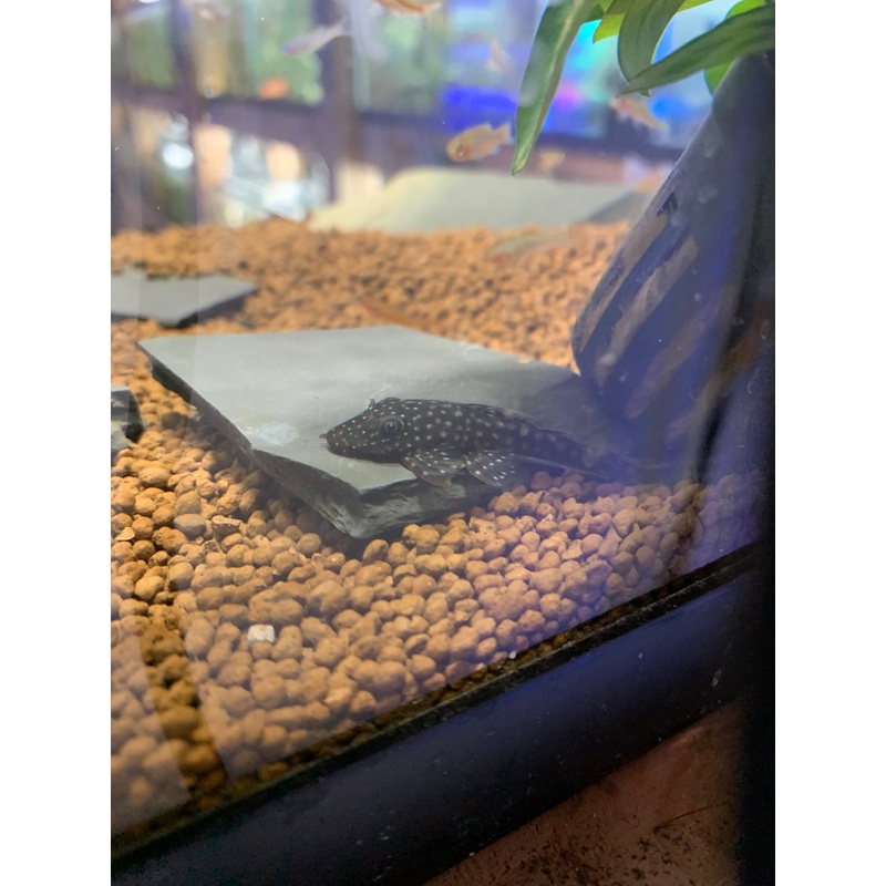 Green Spot Ancistrus Pleco L349