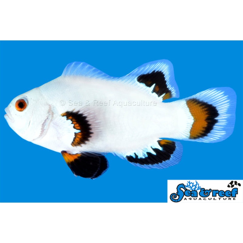 Ice Storm Clownfish