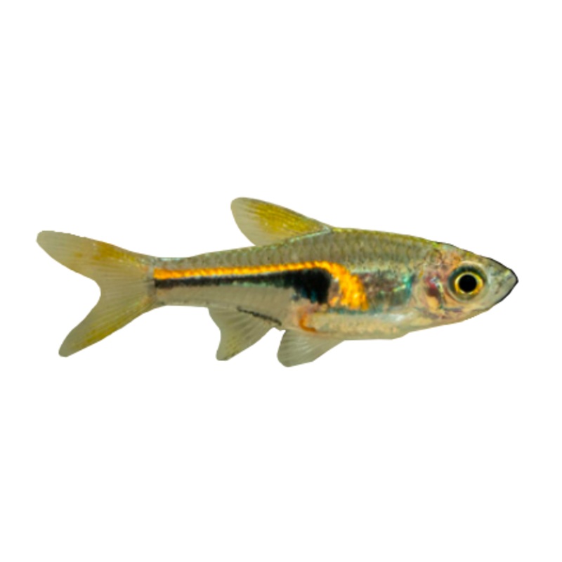 Narrow Wedge Rasbora