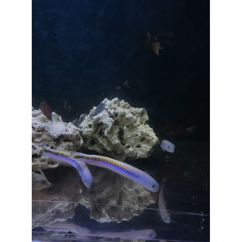 Oreni Tilefish