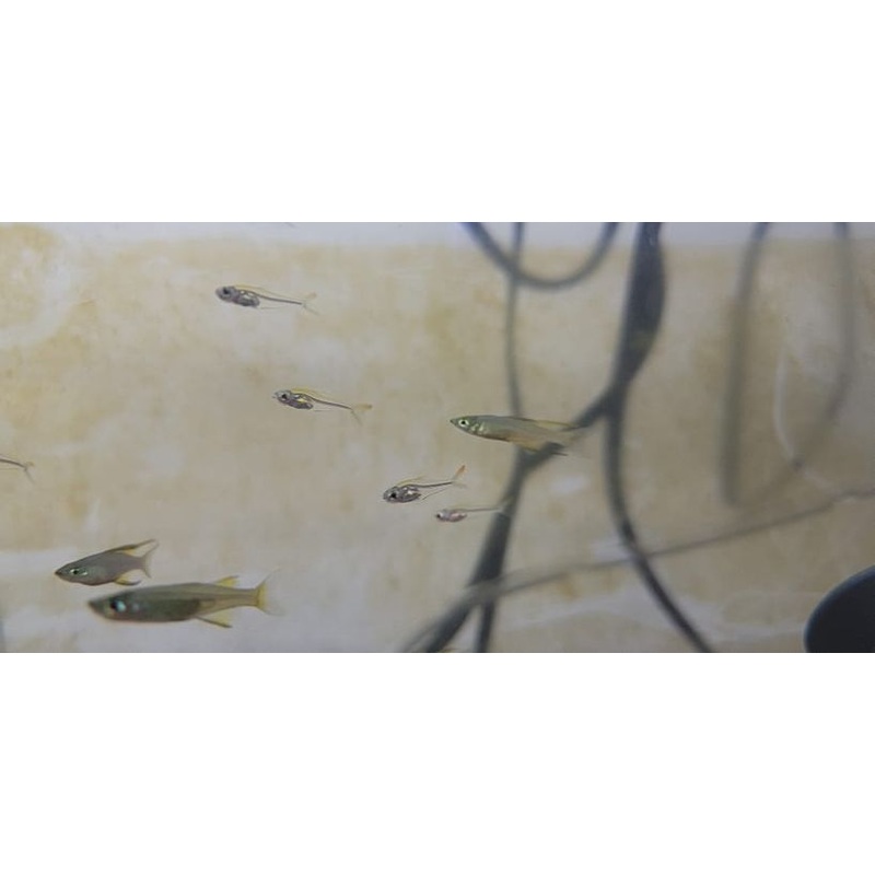 Ornate Glass Tetra
