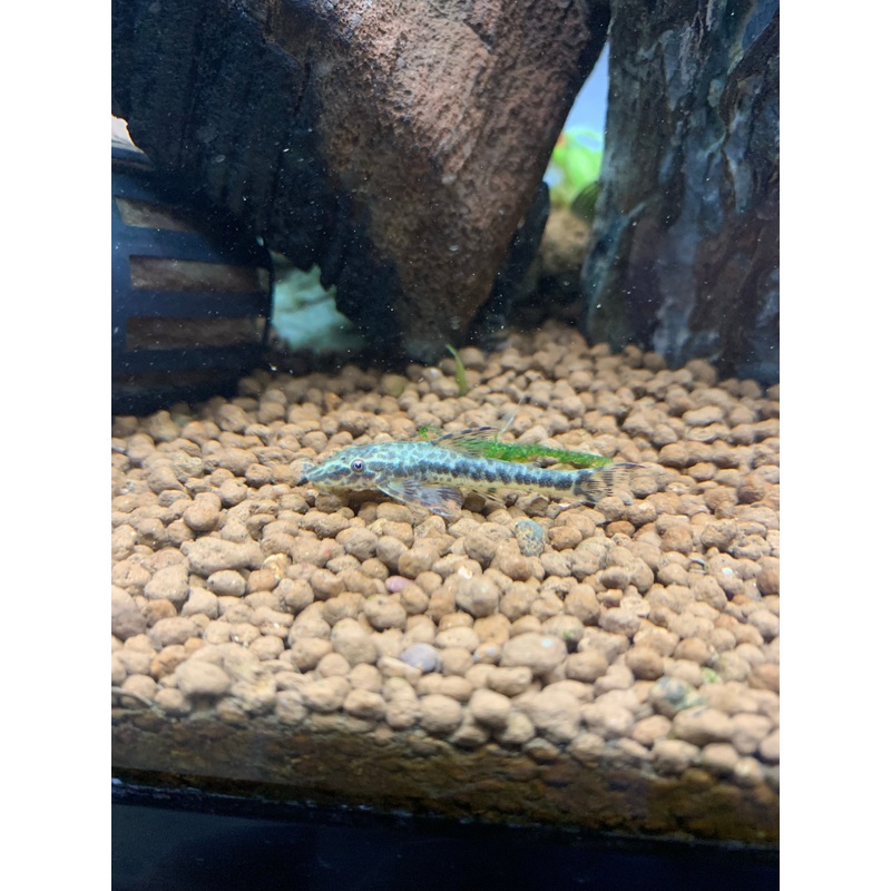 Red Fin Otocinclus