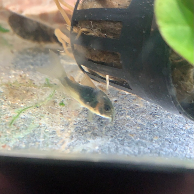 Red Sailfin Cory