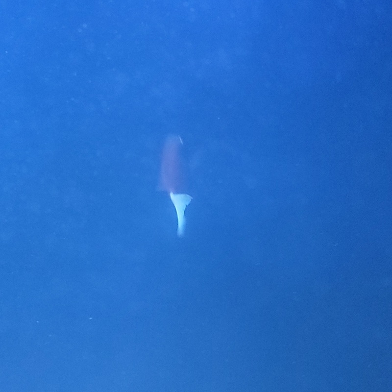 White Tail Bristlstooth Tang