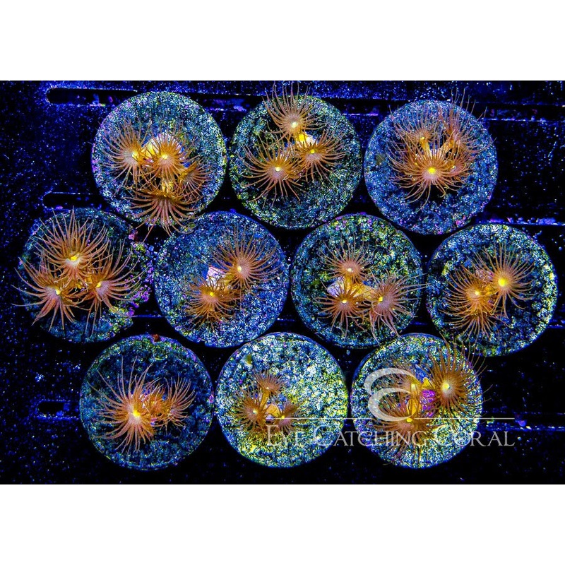 Yellow Polyps Frag