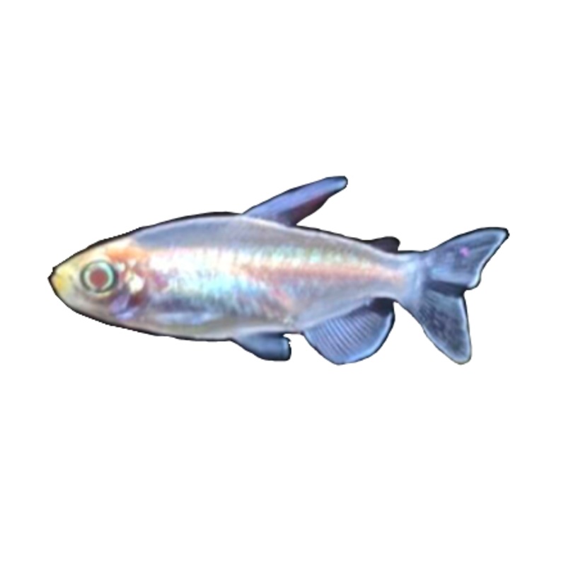 Albino Congo Tetra