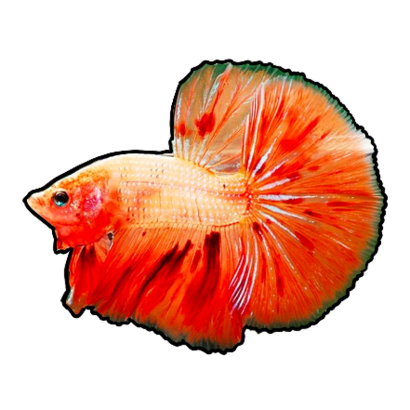 Armageddon Betta
