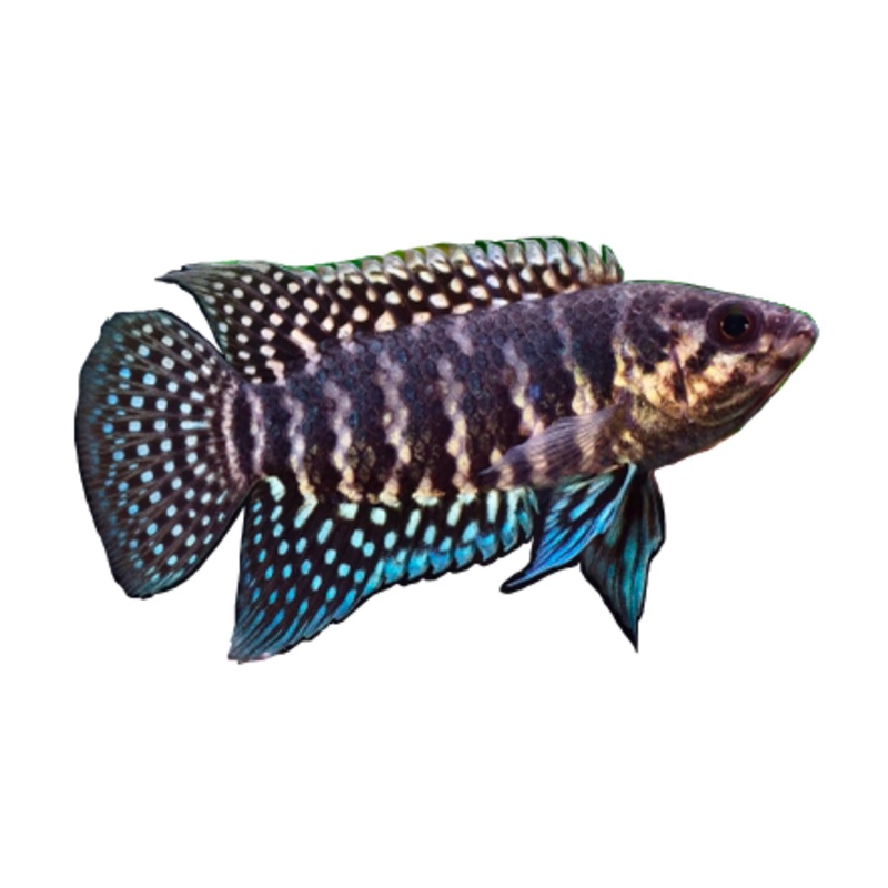 Banded Bushfish