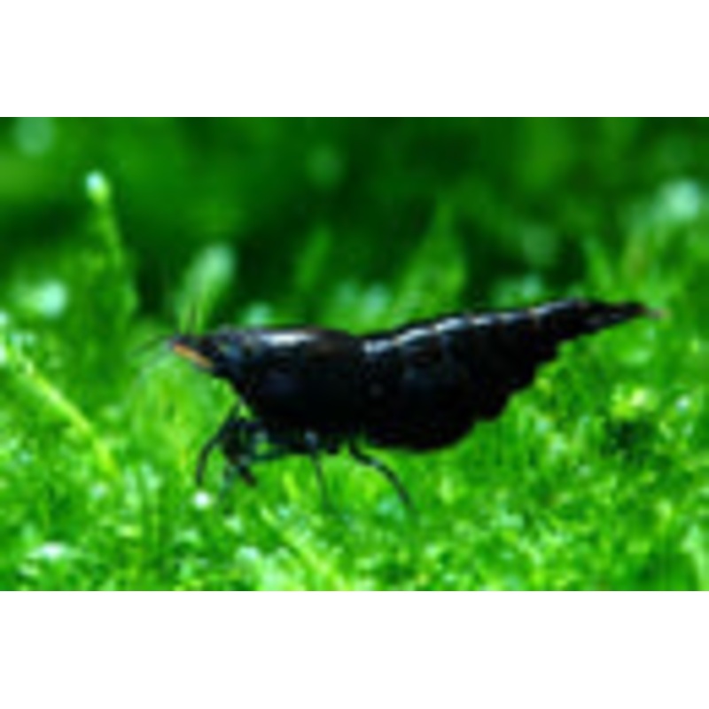 Black Rose Shrimp Full Black Shrimp