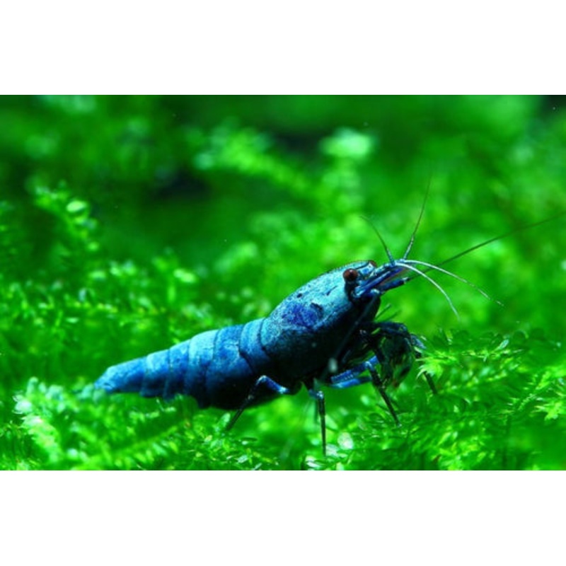 Blue Bolt Shrimp
