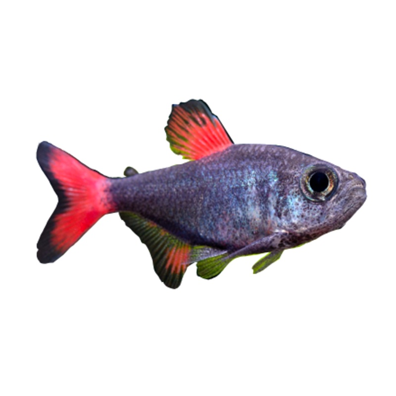 Eilyos Tetra WILD
