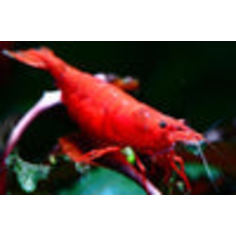 Fire Red shrimp