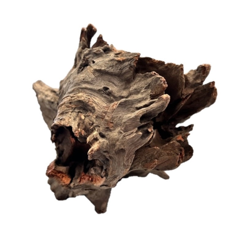 Galapagos Eucalyptus Root Hollow Log 6"-8"
