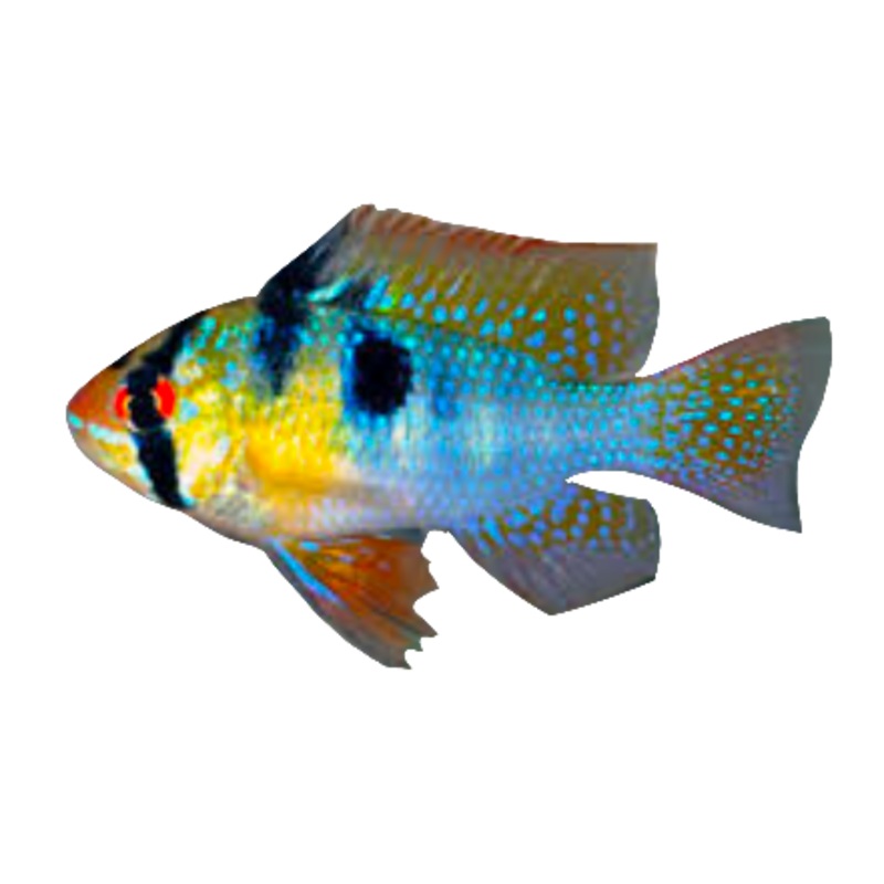 German Blue Ram