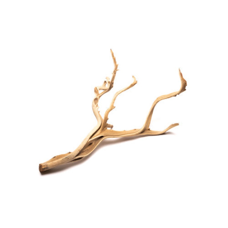 Ghost Wood