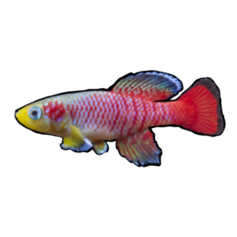 Guenther's Killifish