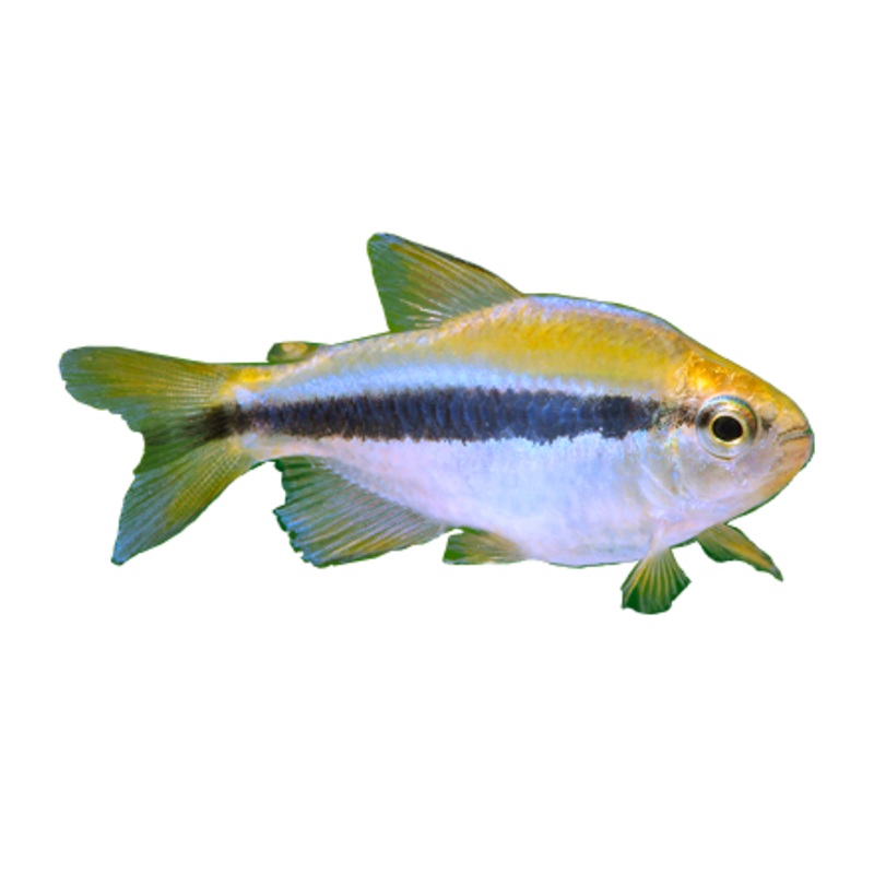 Lapis Tetra