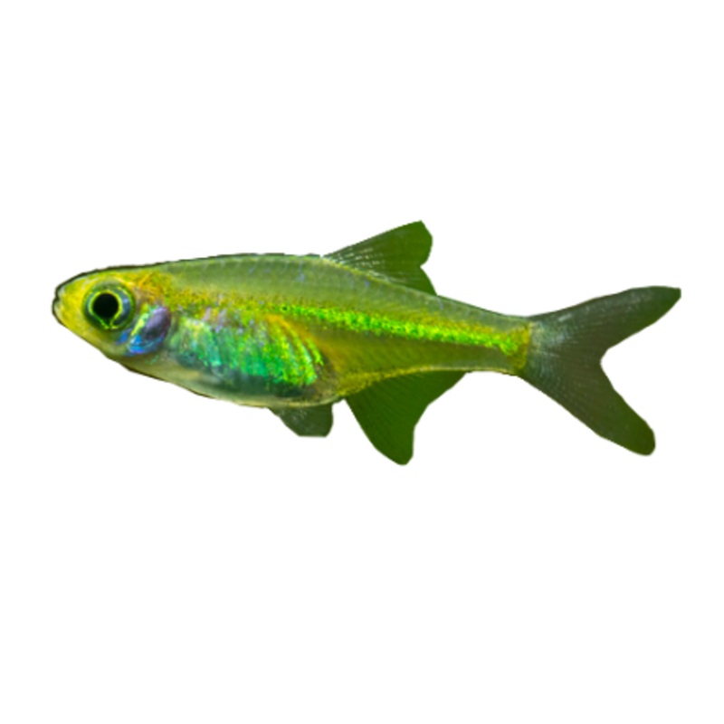 Neon Green Rasbora