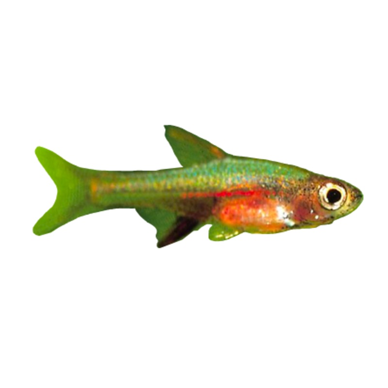 Neon Red Rasbora