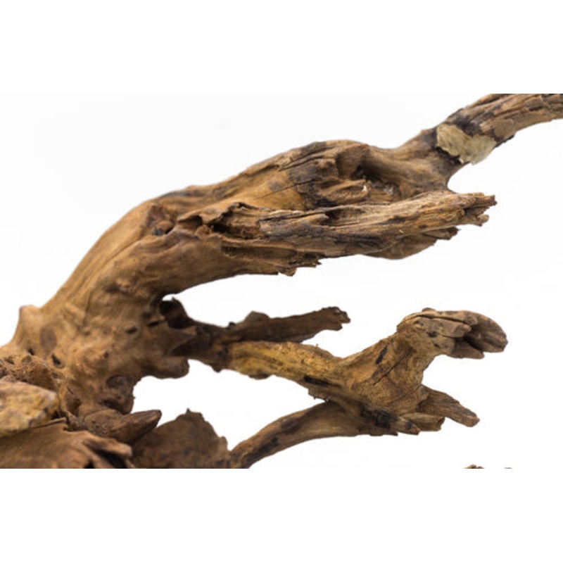 Pacific Driftwood
