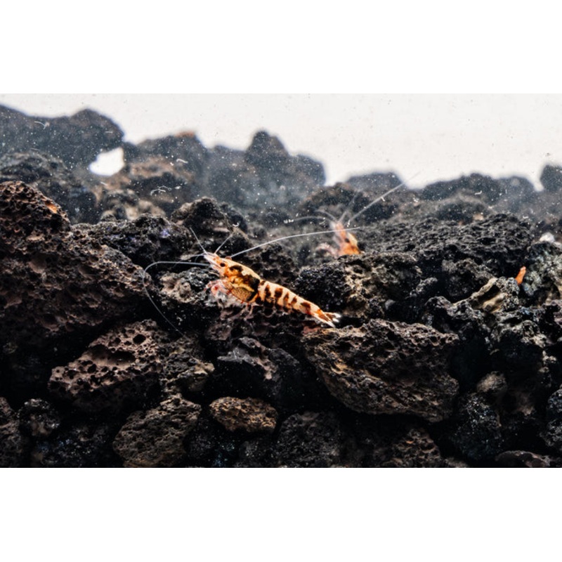 Red Pinto Shrimp