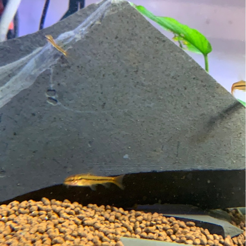 Rosy Loach