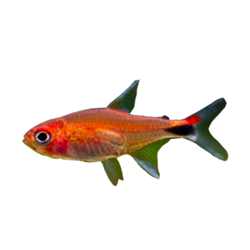 Ruby Tetra