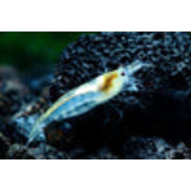 Snow Ball-White Pearl shrimp
