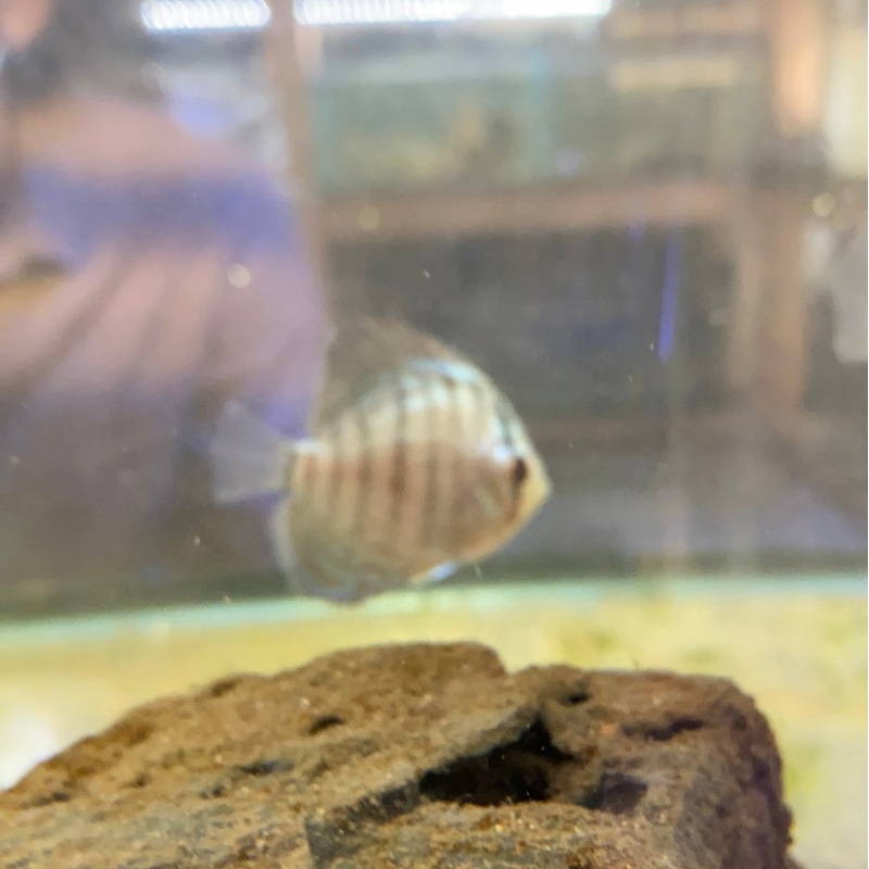 Cobalt Blue Discus 2