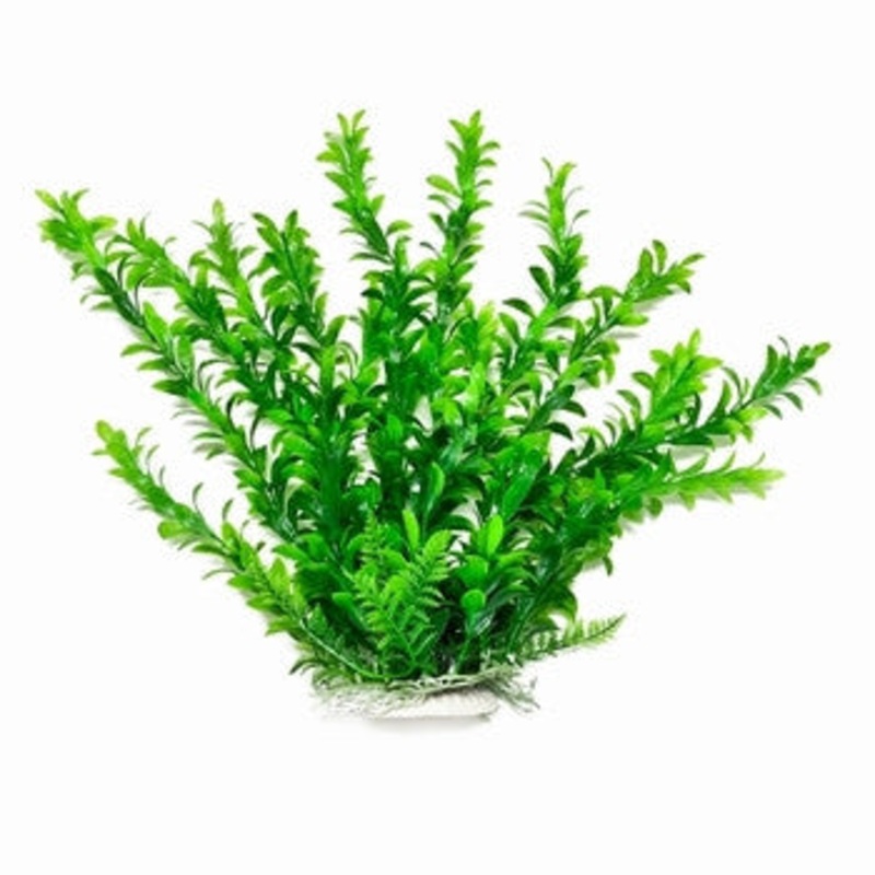 Aquatop Anacharis Plant Green