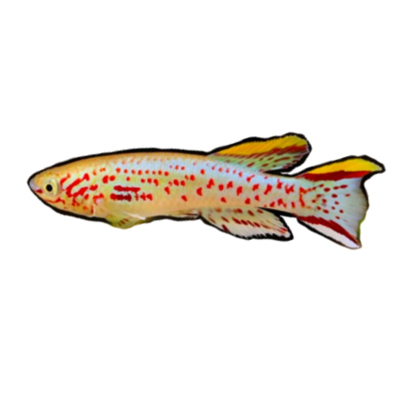 Gardneri's Killifish P82