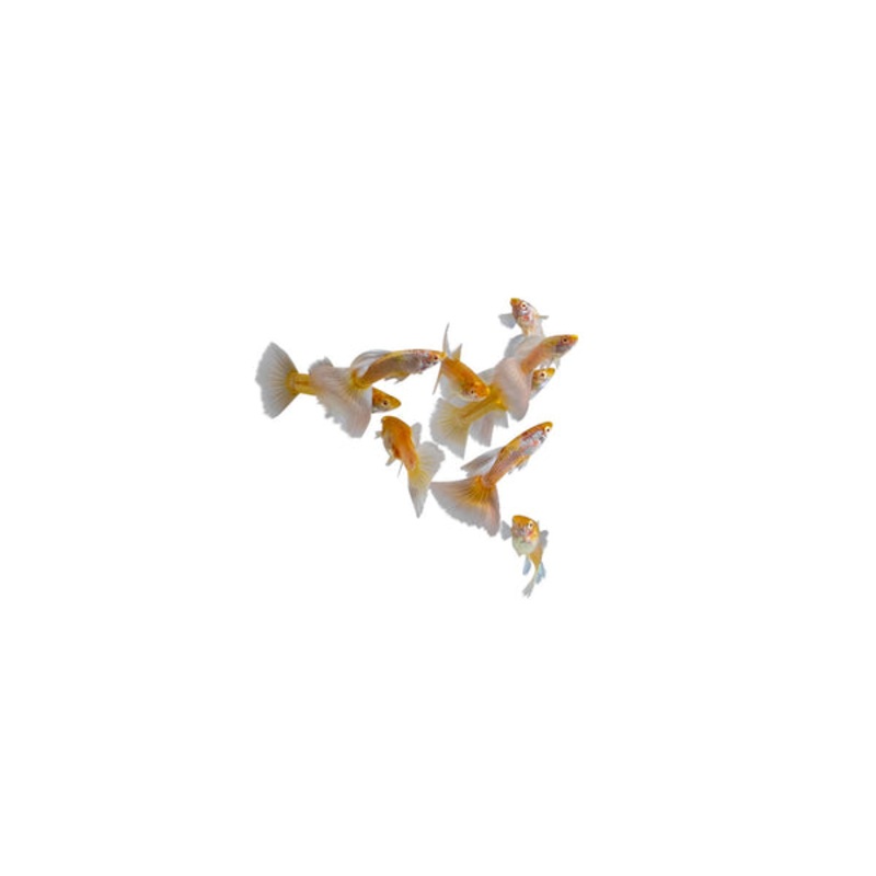 Albino Full Platinum Guppy