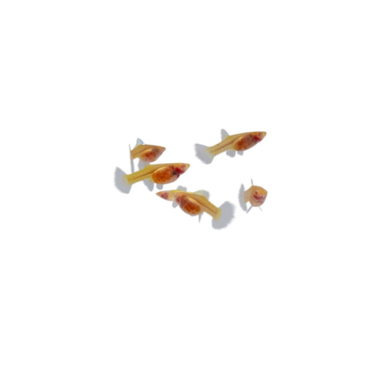 Glass Belly Albino Yellow Tuxedo Guppy