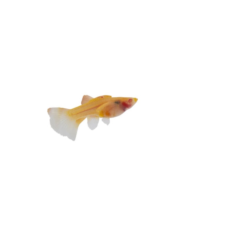Pink Ricefish