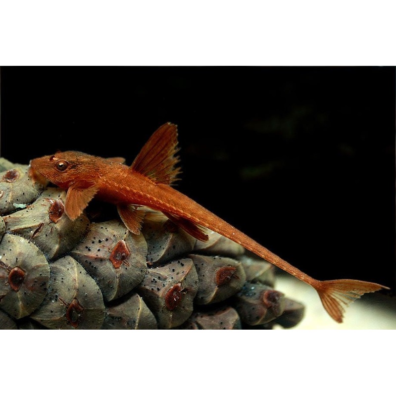 Red Whiptail Cat