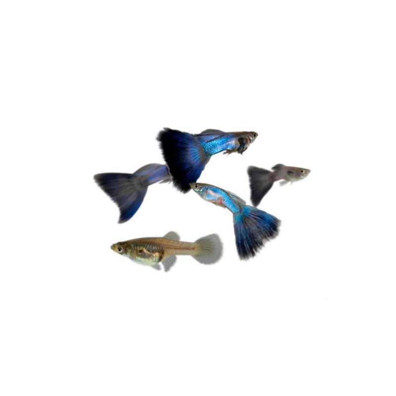 Singa Blue Tail Guppy