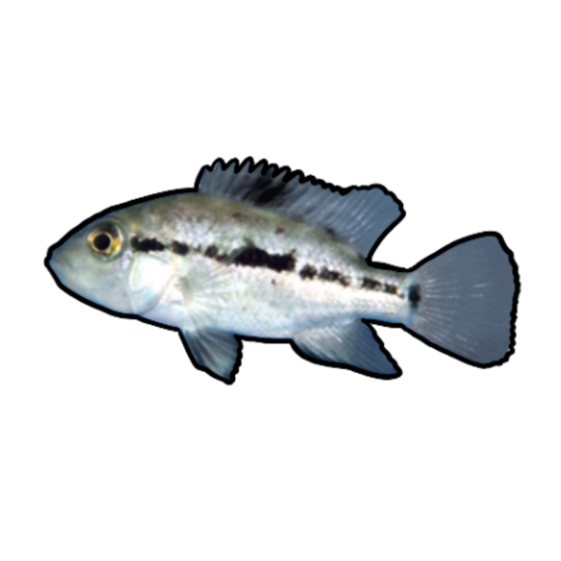 Black Nasty Cichlid