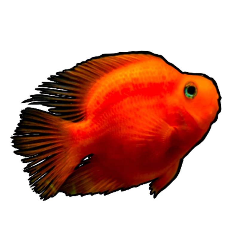 Blood Red Parrot Cichlid