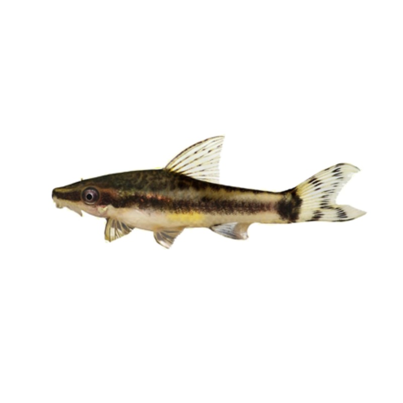 Common Otocinclus Dwarf Oto Colombian Otocinclus