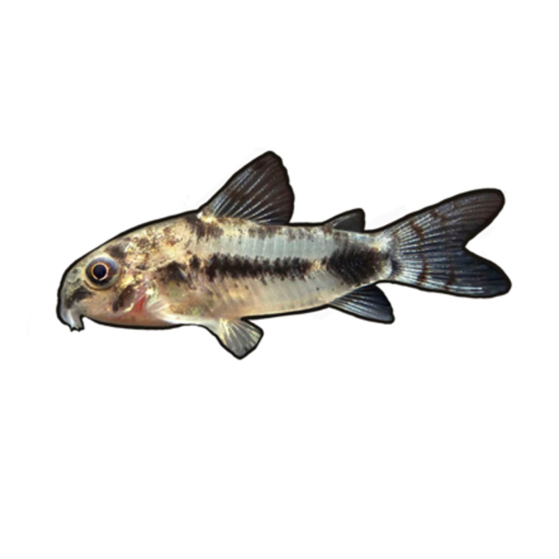 Dainty/Dwarf Spotted Cory Cat ( Salt and Pepper )