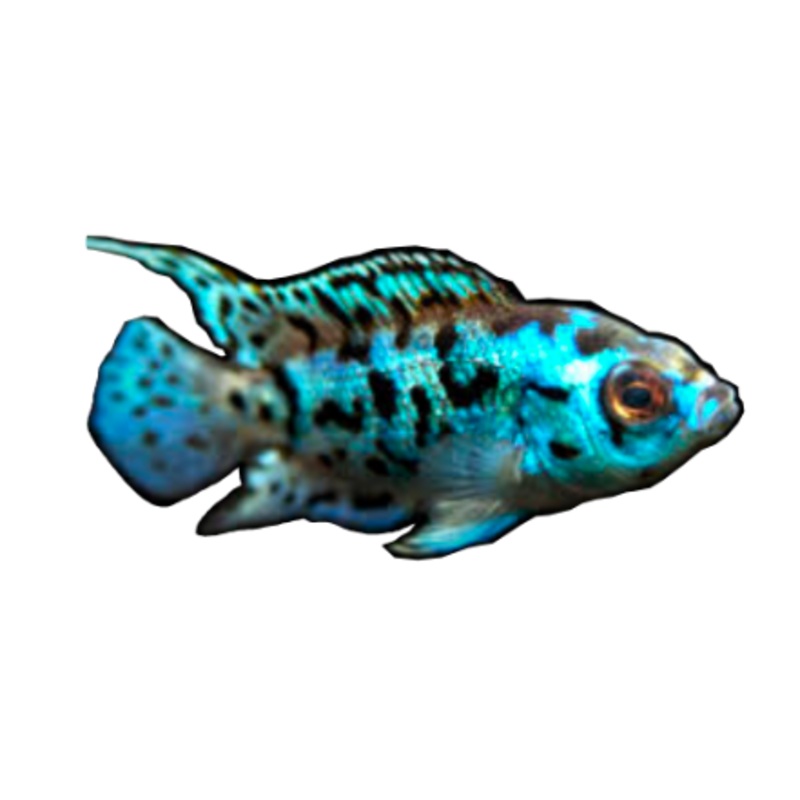 Electric Blue Jack Dempsey