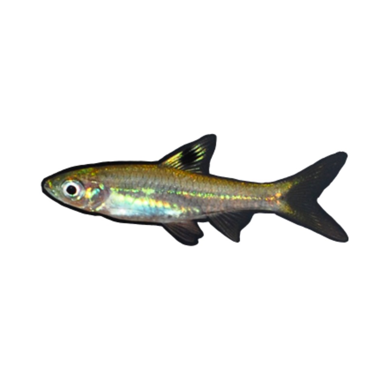 Emerald Eye Rasbora
