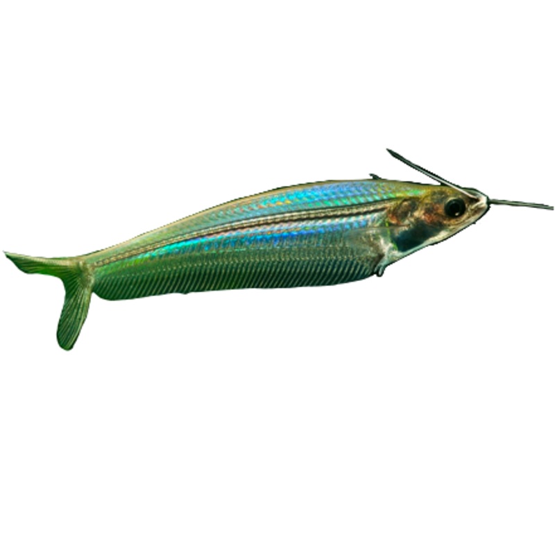 Glass Catfish
