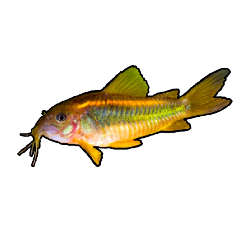 Gold Green Cory Cat
