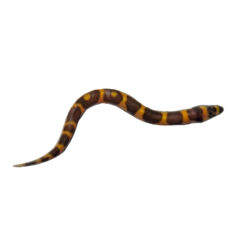 Kuhli Loach