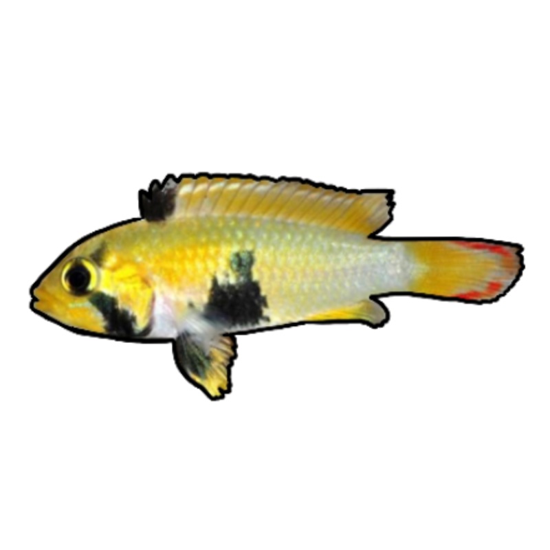 Panda Apistogramma