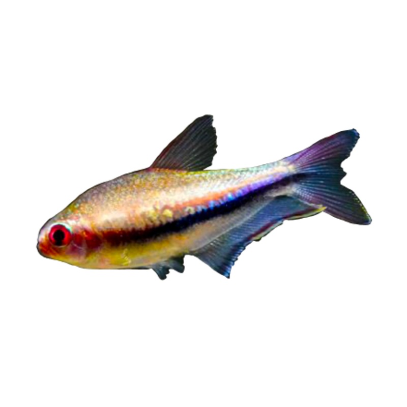 Rainbow Emperor Tetra