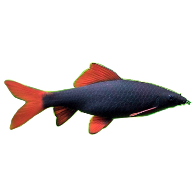 Rainbow Shark